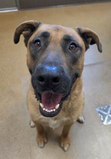 Elvis, a Mastiff (mix breed), available for adoption