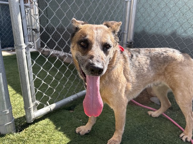 Felix, a Australian Cattle Dog/Blue Heeler, available for adoption