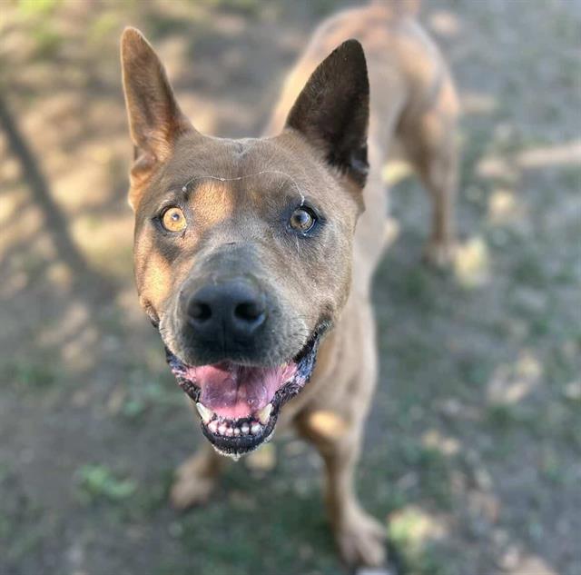 Tucco, a Pit Bull Terrier (mix breed), available for adoption
