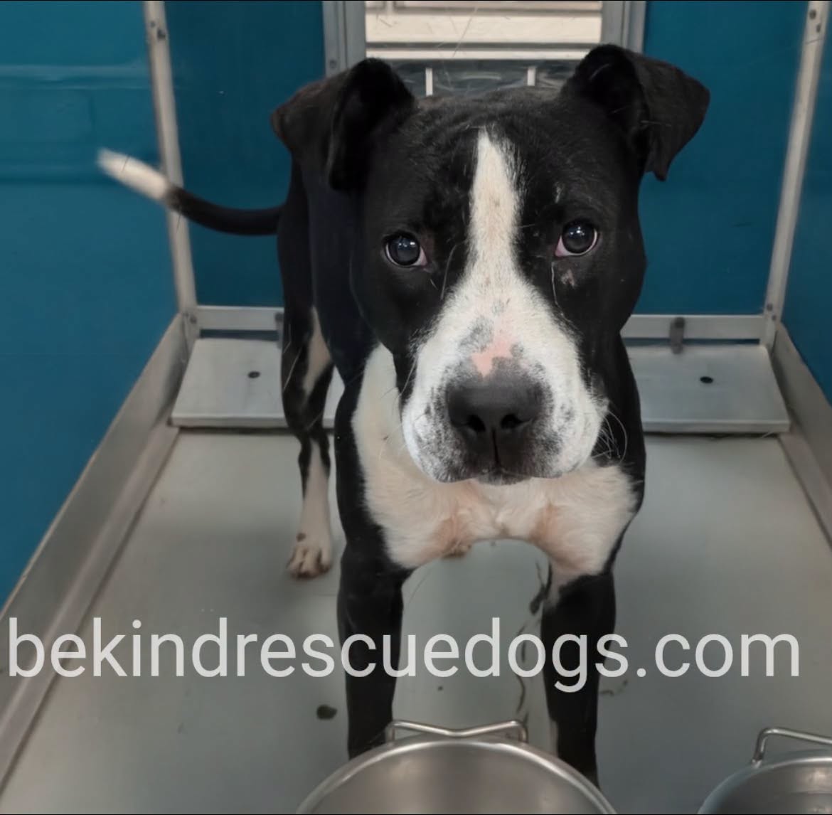 A478216, a Pit Bull Terrier, available for adoption