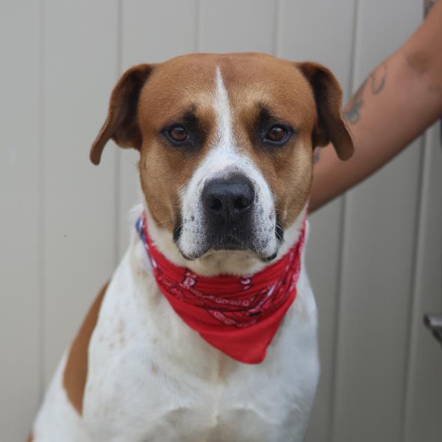 Benji, a Mastiff (mix breed), available for adoption