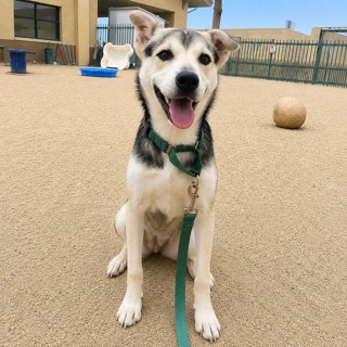 Kayla, a Husky, available for adoption