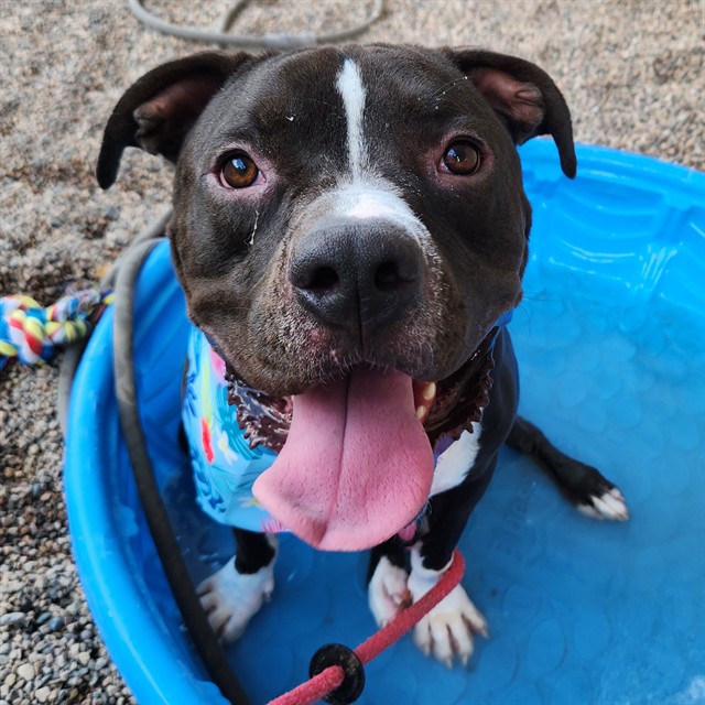 Rody, a Pit Bull Terrier (mix breed), available for adoption