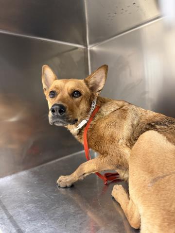 Apricot, a Shepherd (mix breed), available for adoption
