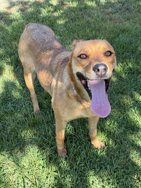 Apricot, a Shepherd (mix breed), available for adoption