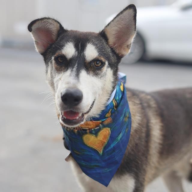 Sizzy, a Husky, available for adoption