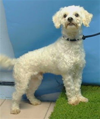 A5792912, a Poodle, available for adoption