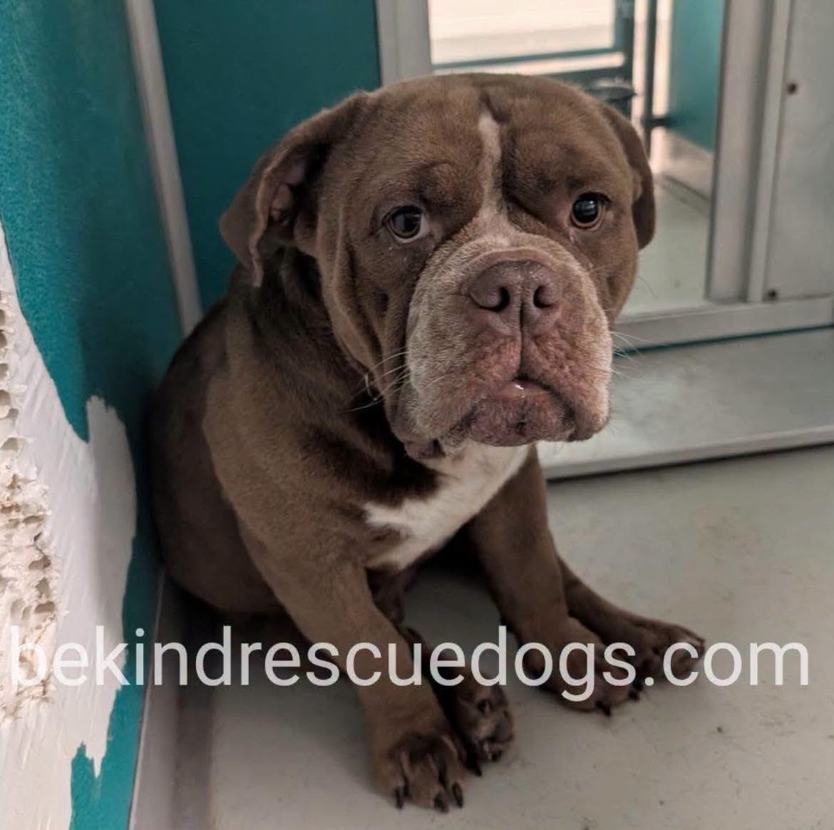 A478744, a American Bulldog, available for adoption