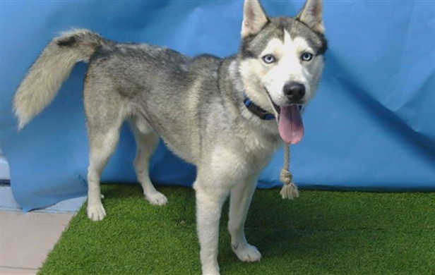 Rocket, a Siberian Husky, available for adoption