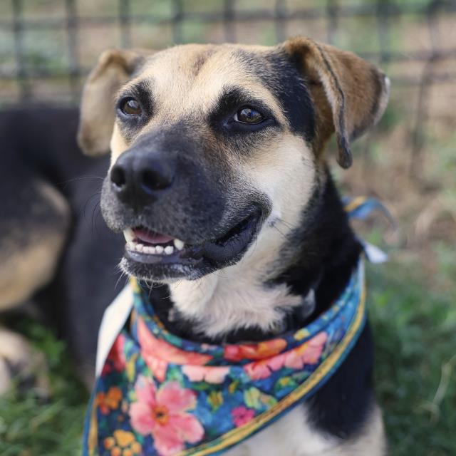 Cakes, a Shepherd (mix breed), available for adoption