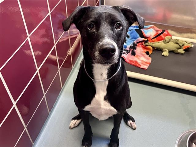 Bucky, a Terrier (mix breed), available for adoption