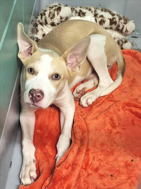 Patty, a American Staffordshire Terrier (mix breed), available for adoption