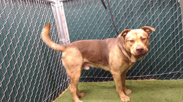 Pancho, a Mastiff, available for adoption