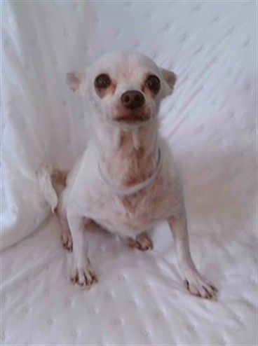 A5793235, a Chihuahua, available for adoption