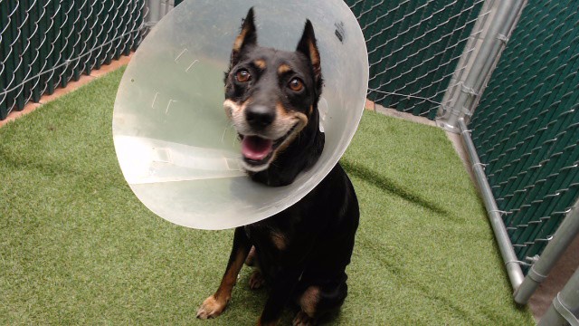 Chica, a Doberman Pinscher, available for adoption