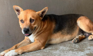 Other Photos of thie Dog