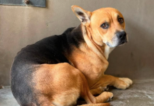 Adoptable pet photo