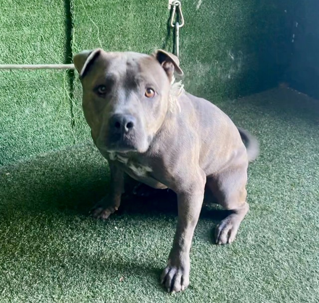 Adoptable pet photo