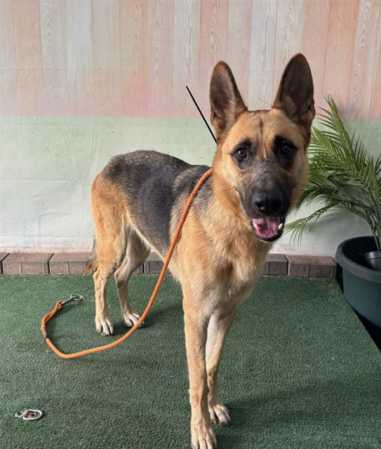 Adoptable pet photo