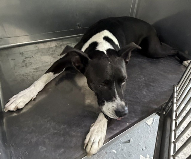 Adoptable pet photo