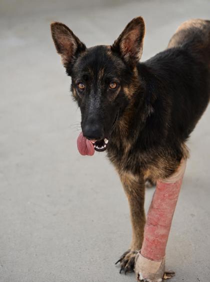 Adoptable pet photo