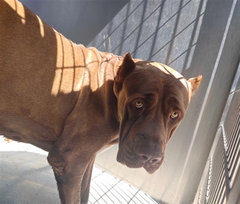 Adoptable pet photo