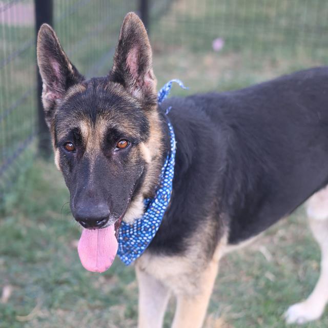 Adoptable pet photo