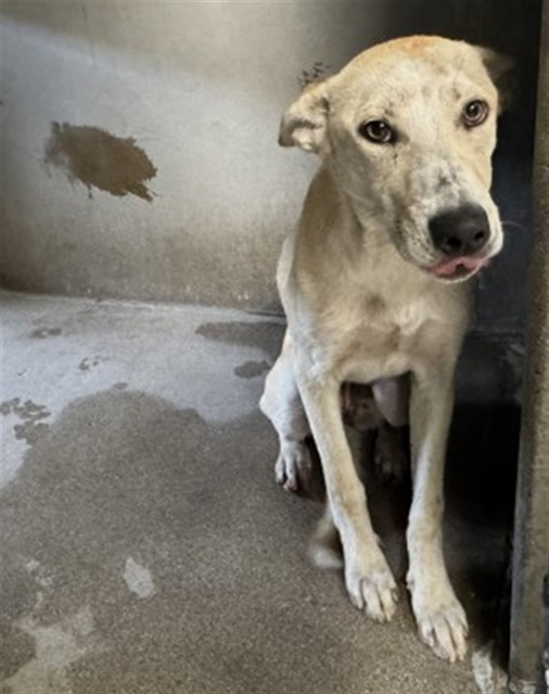 German Shepherd (mix breed) available for adoption