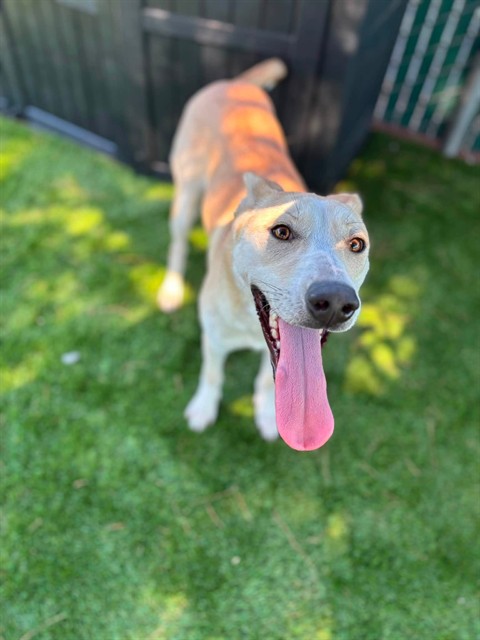 Ali, a German Shepherd (mix breed), available for adoption