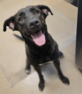 Luna, a Labrador Retriever (mix breed), available for adoption