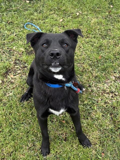 Poniac, a Labrador Retriever (mix breed), available for adoption