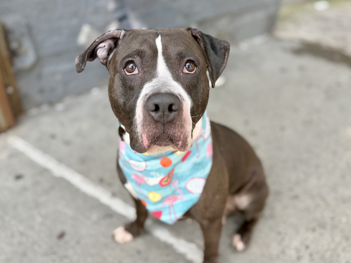 Cruz, a Pit Bull Terrier, available for adoption