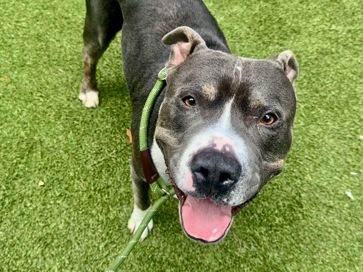 King Bear, a Pit Bull Terrier, available for adoption
