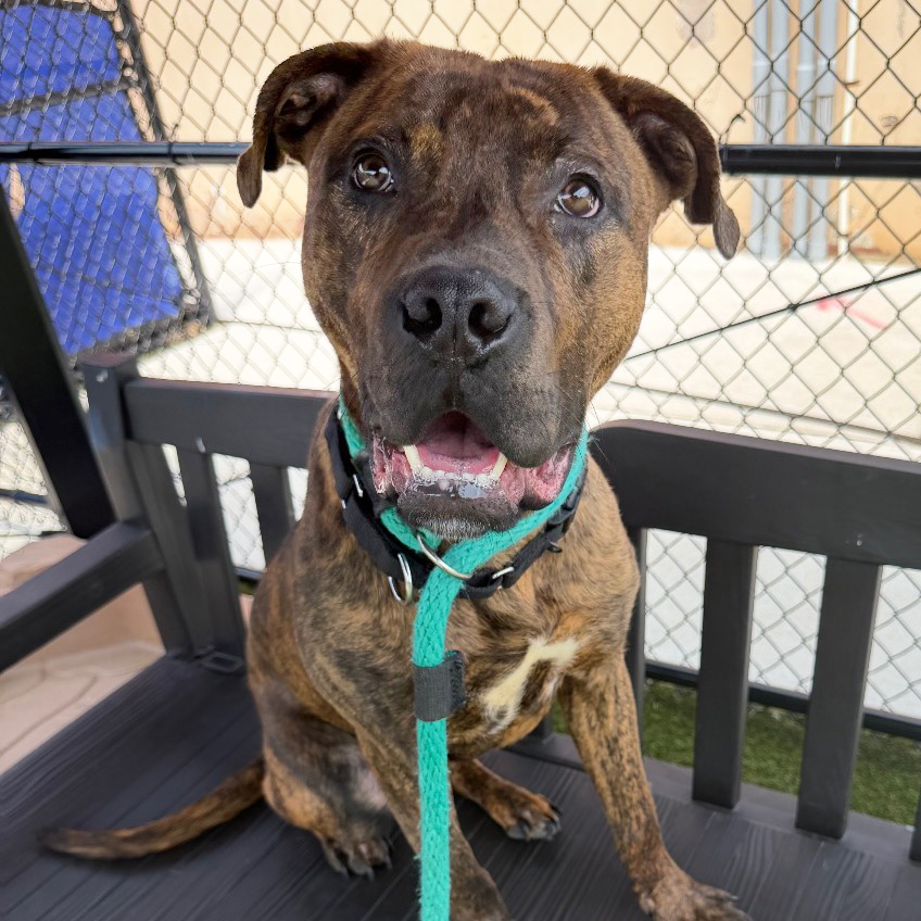 Goku, a Pit Bull Terrier (mix breed), available for adoption