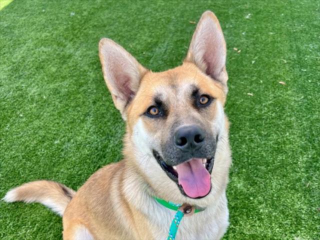 Charlie, a Jindo (mix breed), available for adoption