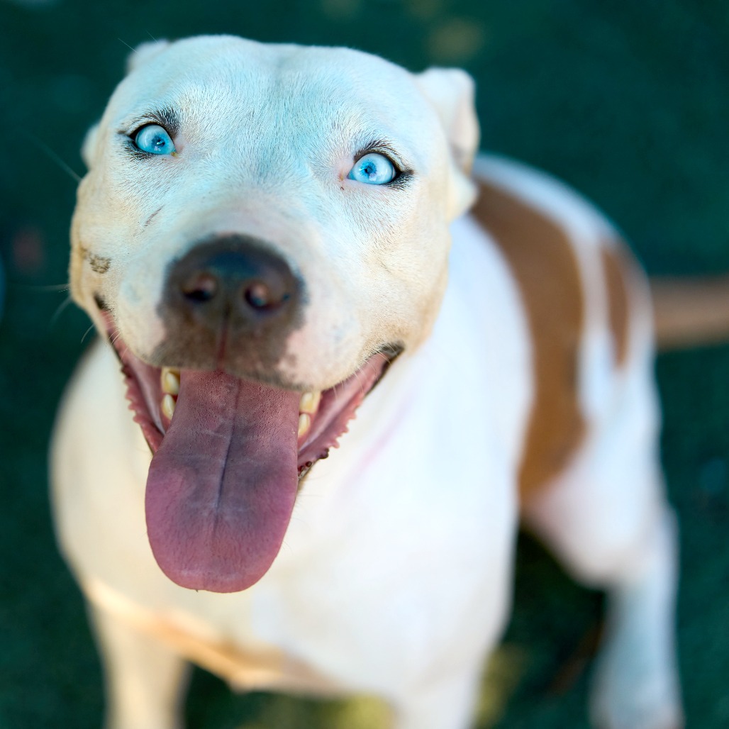 Other Photos of thie Dog