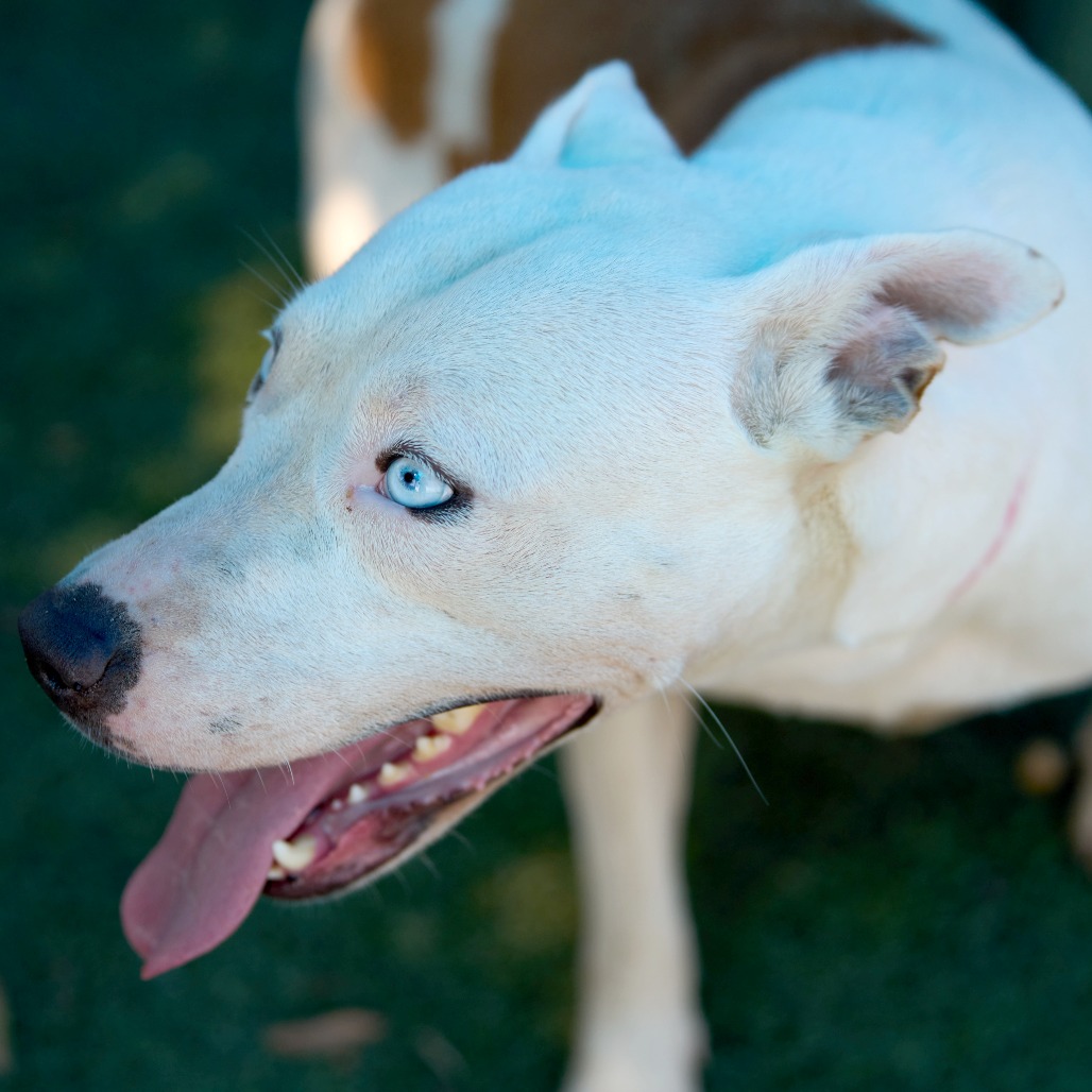 Other Photos of thie Dog