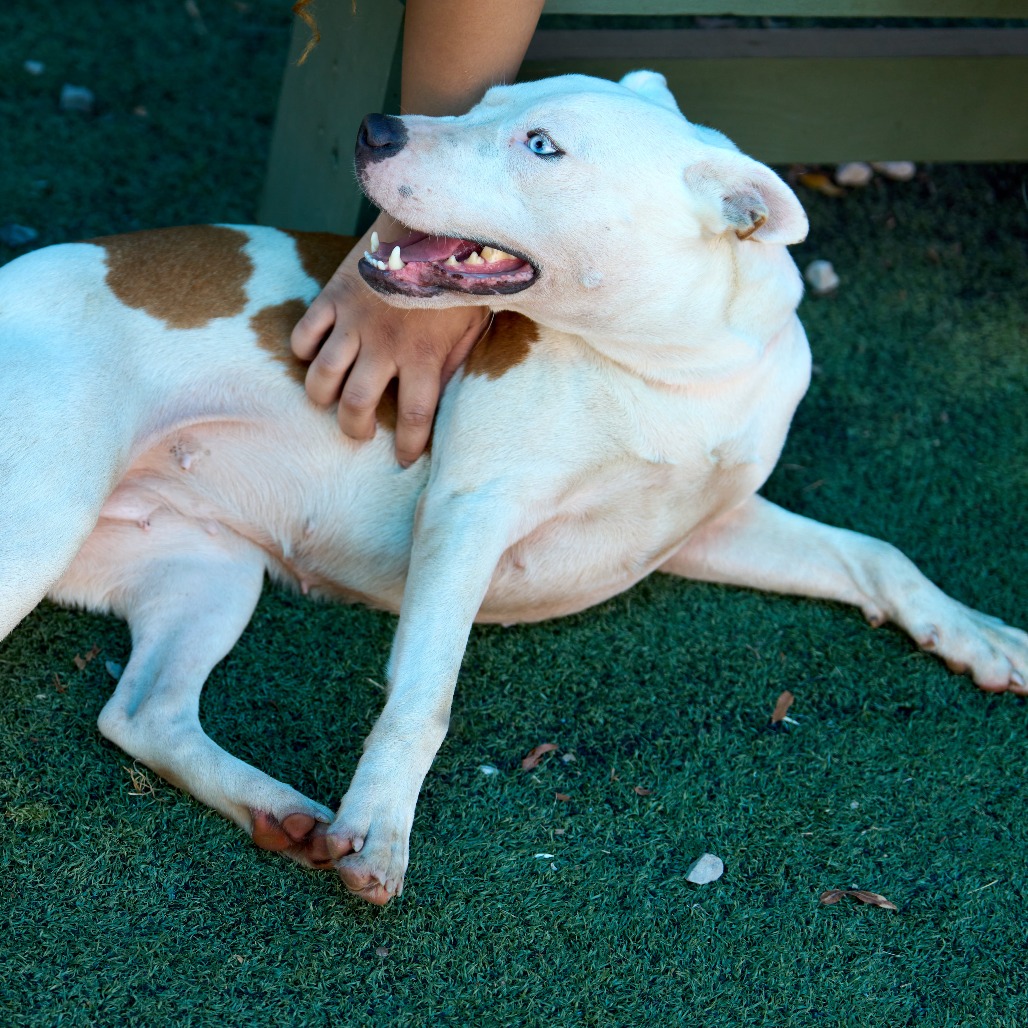 Other Photos of thie Dog