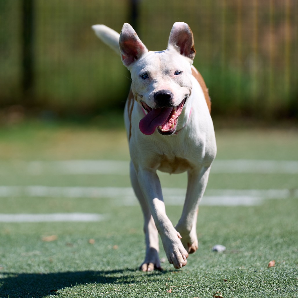 Other Photos of thie Dog