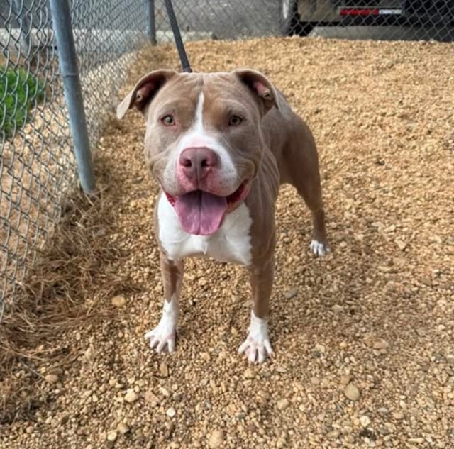 Lulu, a Pit Bull Terrier (mix breed), available for adoption