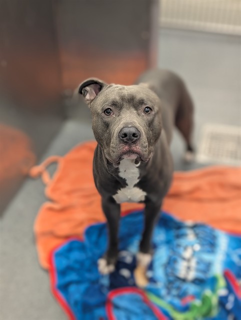 Loki, a Pit Bull Terrier (mix breed), available for adoption