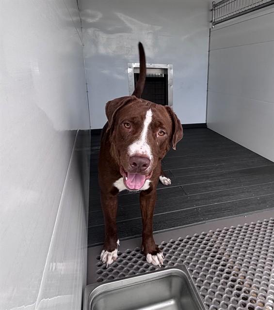 Julio, a Labrador Retriever (mix breed), available for adoption