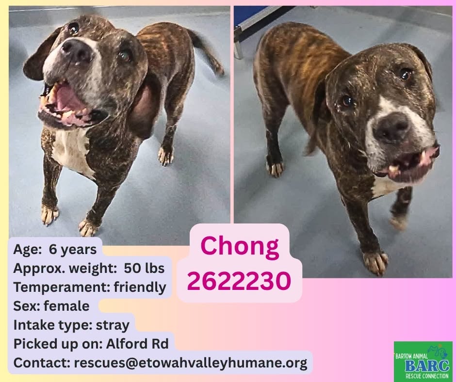 Chong, a Retriever, available for adoption