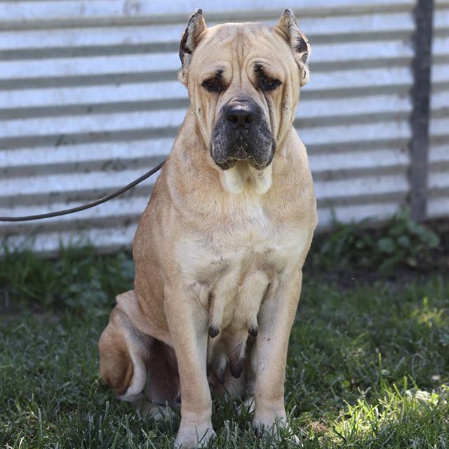 Mallory, a Cane Corso Mastiff, available for adoption