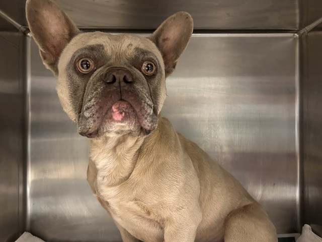 Sand Dune, a French Bulldog, available for adoption