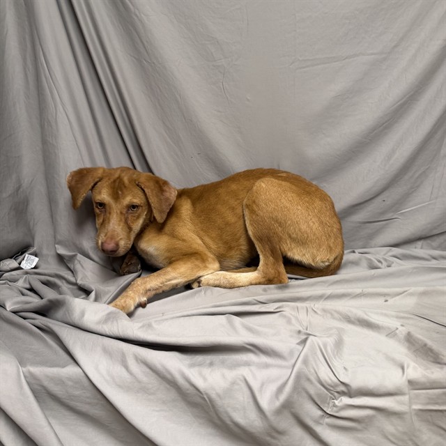 Peaches, a Labrador Retriever, available for adoption