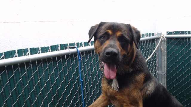 Al, a Rottweiler, available for adoption