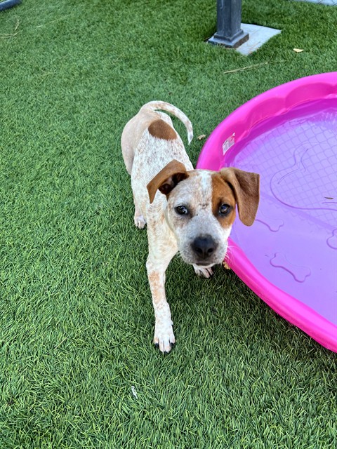 Brooke, a Cattle Dog, available for adoption