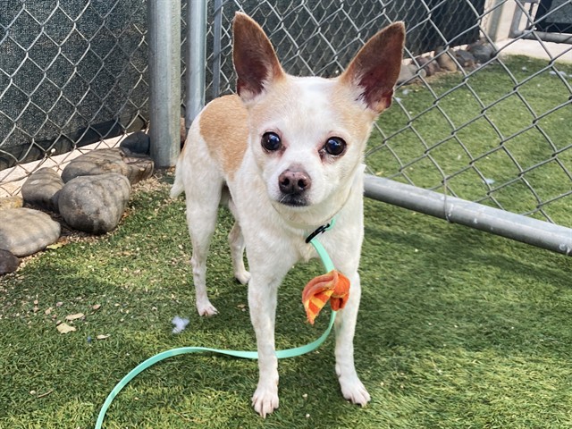 Bouzouki, a Chihuahua (mix breed), available for adoption