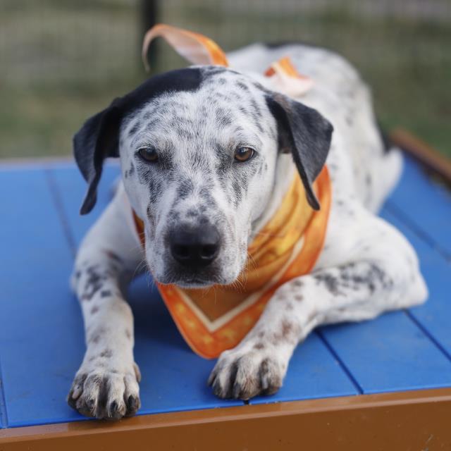 Ragnarok, a German Shorthaired Pointer (mix breed), available for adoption